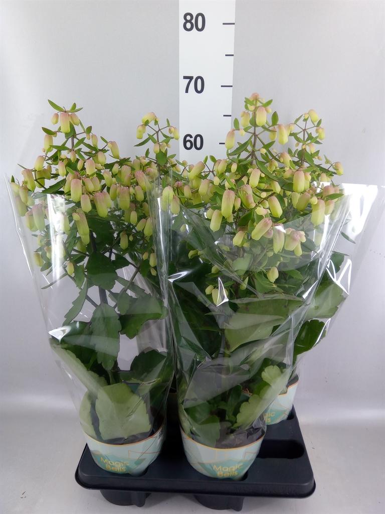 Kalanchoe Magic Bells
