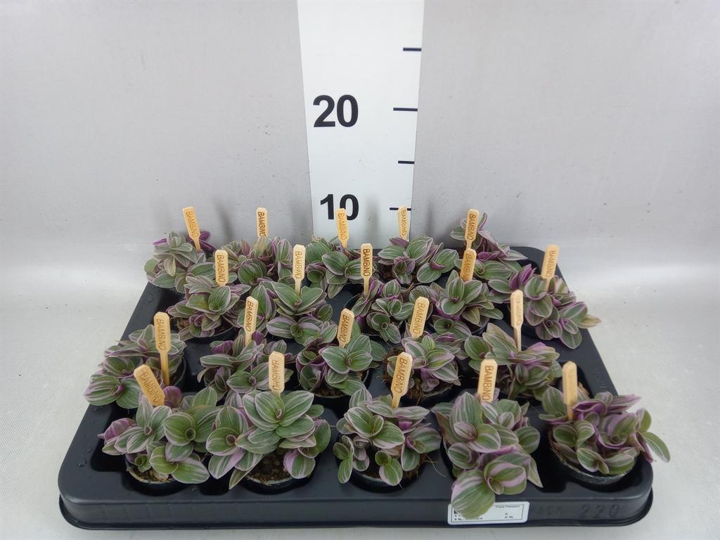 Tradescantia cerinthoides Sweetness