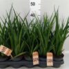 Sansevieria kirkii Friends