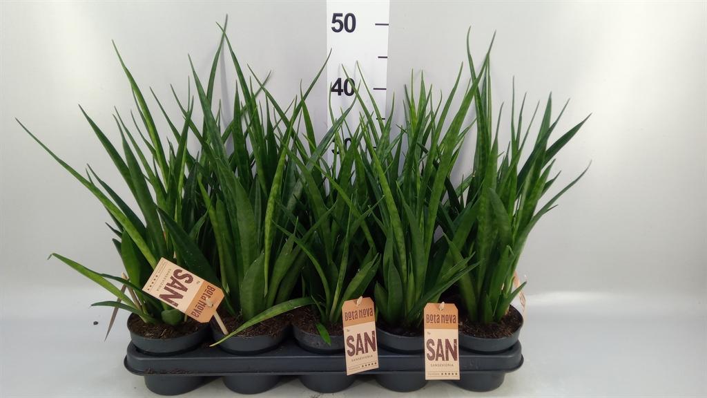 Sansevieria kirkii Friends