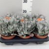 Kalanchoe pumila