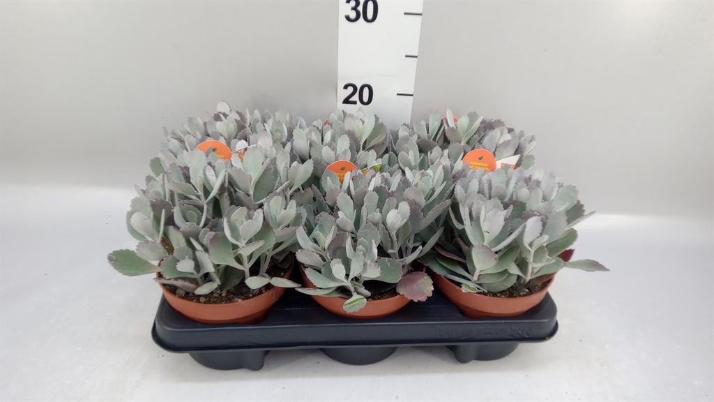 Kalanchoe pumila