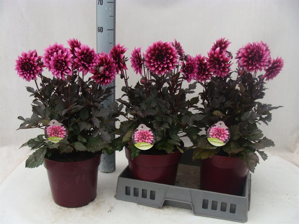 Dahlia (Decorative Grp) XXL overig
