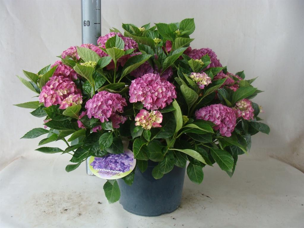 Hydrangea macrophylla