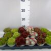 Sempervivum overig