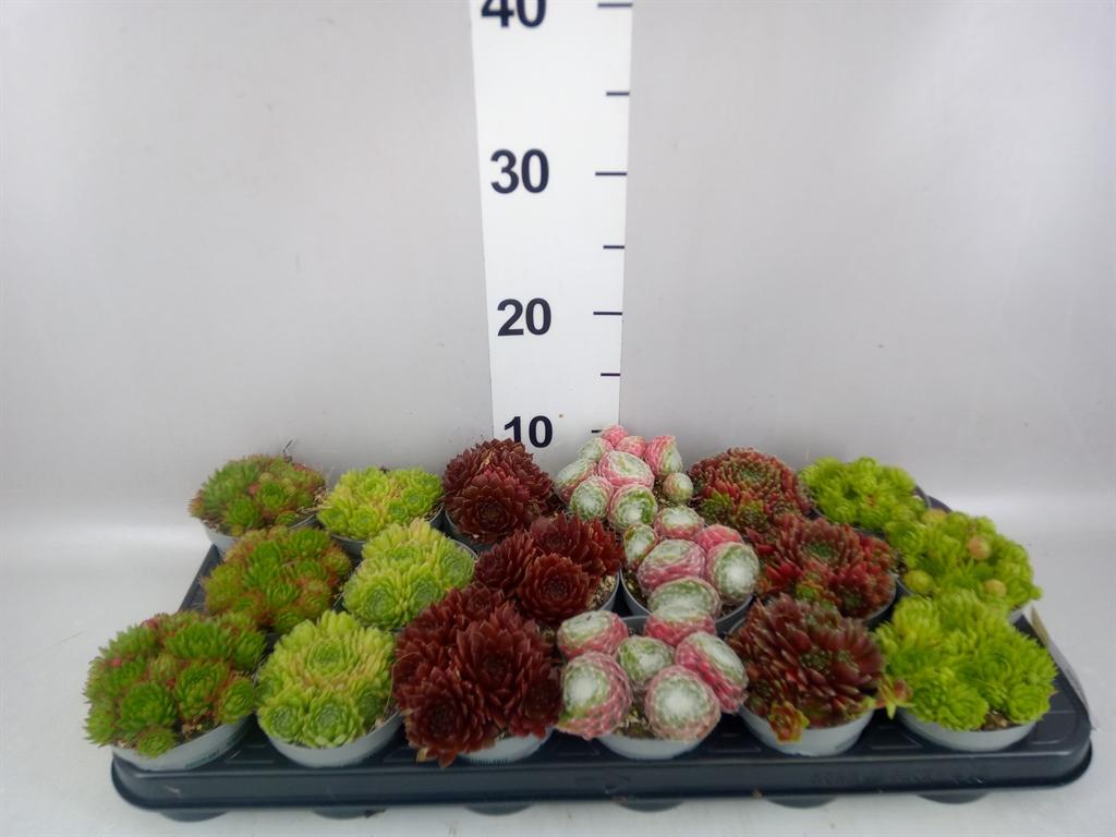 Sempervivum overig