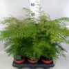 Grevillea robusta