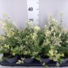 Euonymus fortunei 'Harlequin'