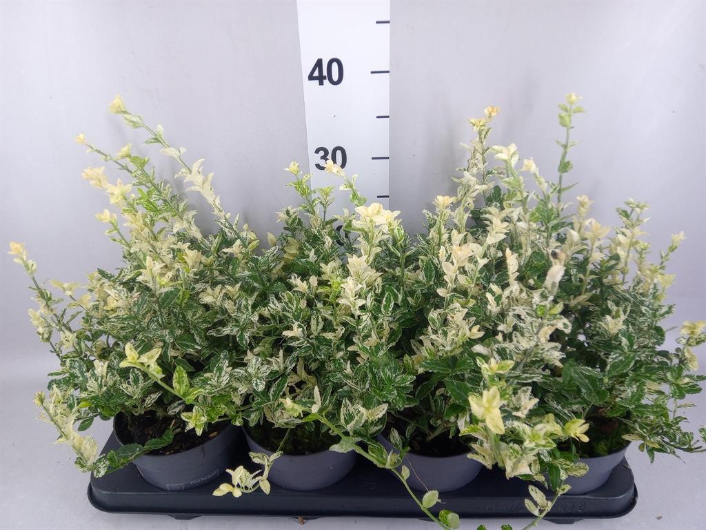 Euonymus fortunei 'Harlequin'