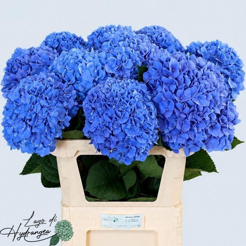 Hydrangea macrophylla 'Pimpernel'