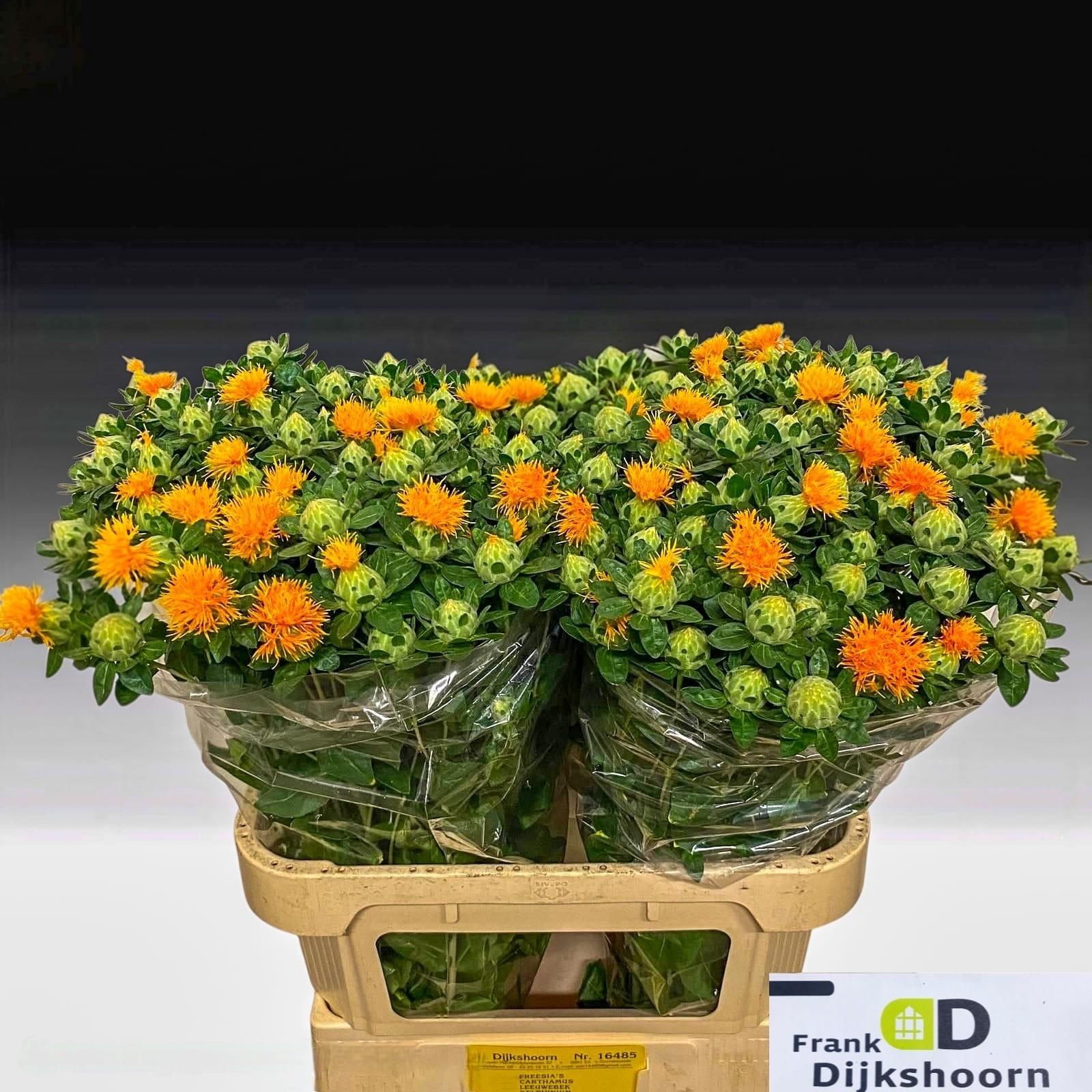 Carthamus tinctorius 'Zanzibar'