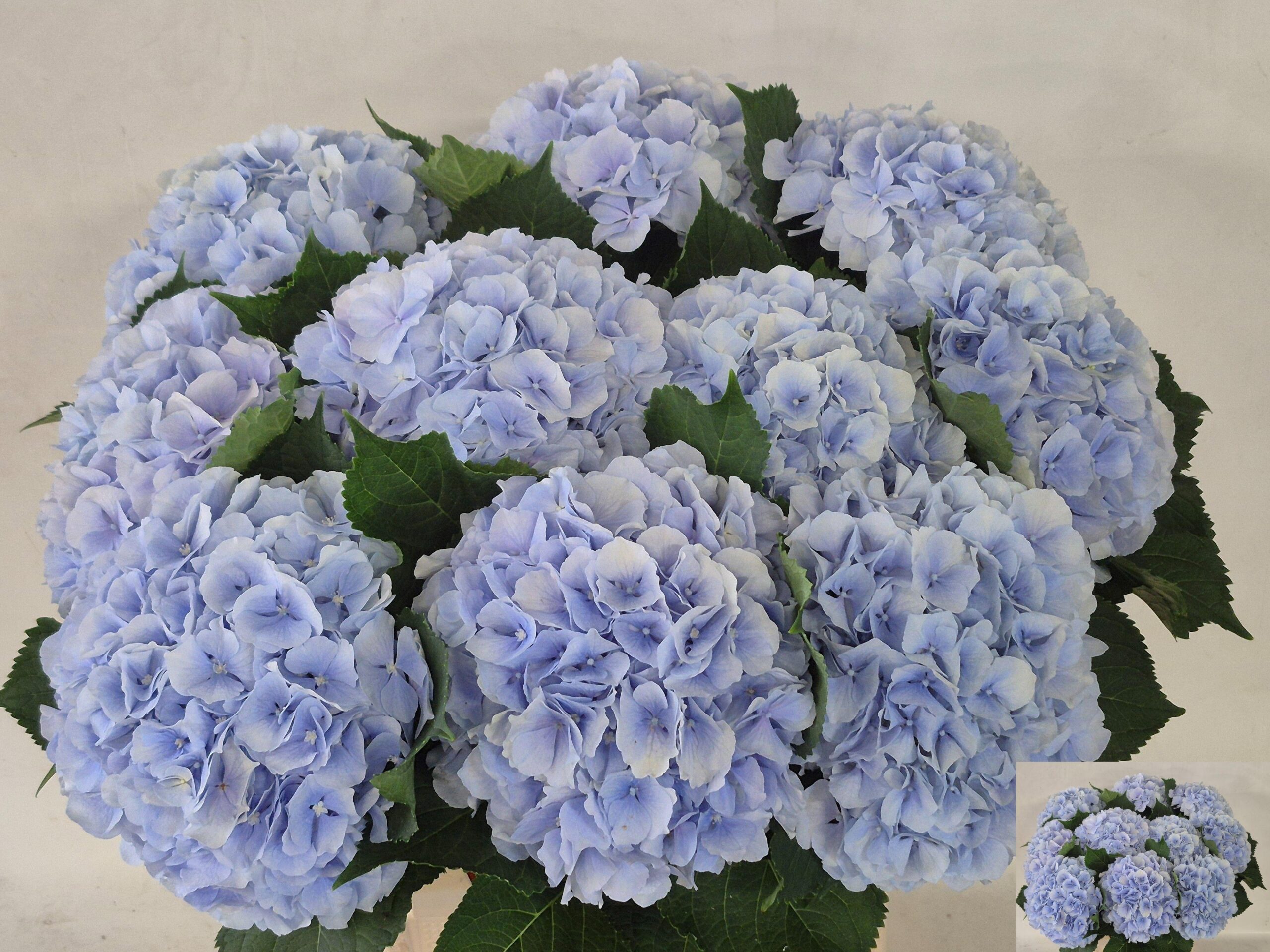 Hydrangea macrophylla 'Verena' (blauw)