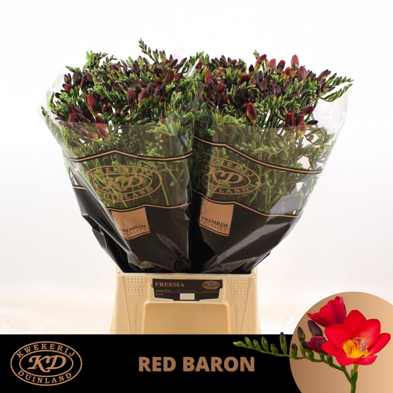 Freesia enkelbloemig 'Red Baron'