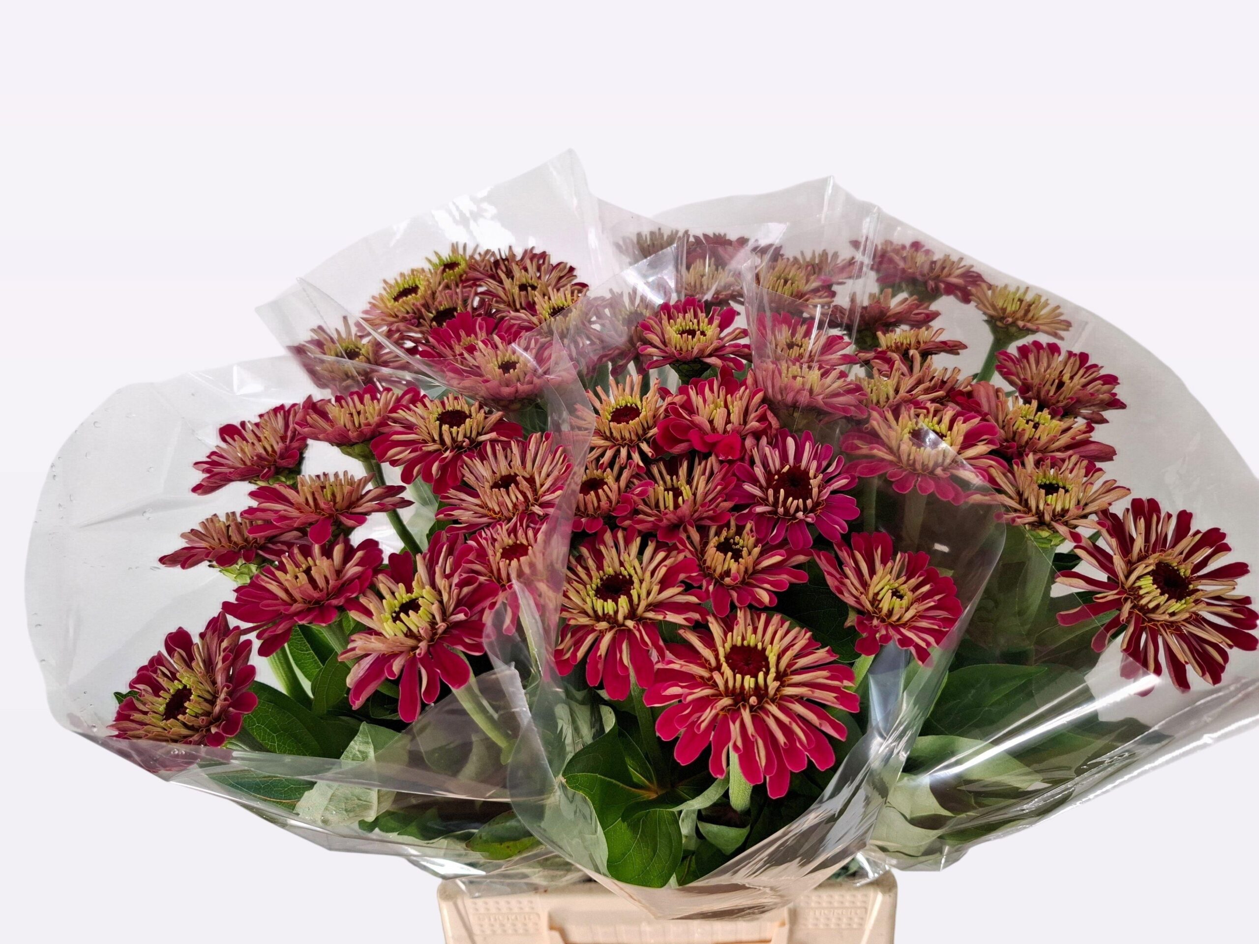 Zinnia elegans
