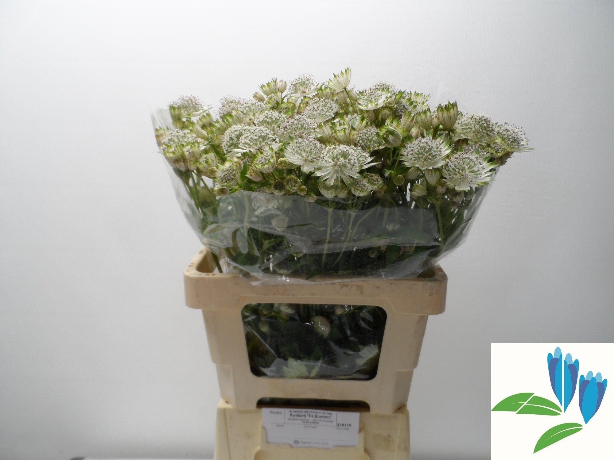 Astrantia major 'Shaggy'