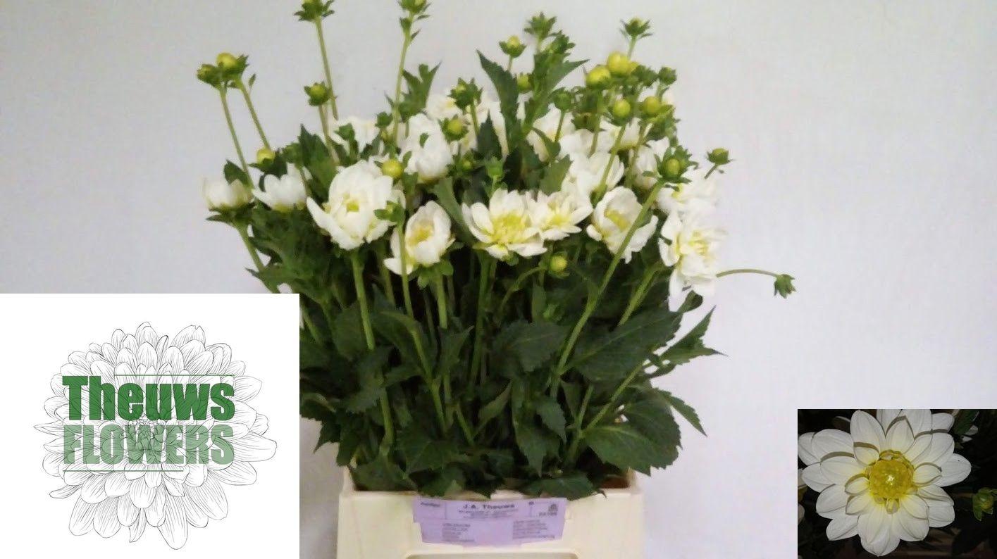 Dahlia (Decorative Grp) 'White Onesta'