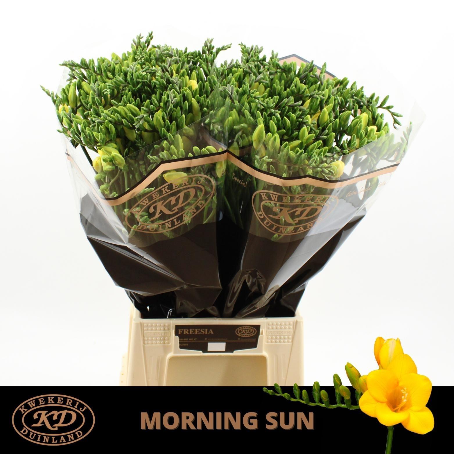 Freesia enkelbloemig 'Morning Sun'