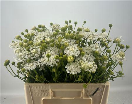 Snijbloemen overig