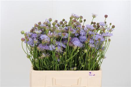 Snijbloemen overig