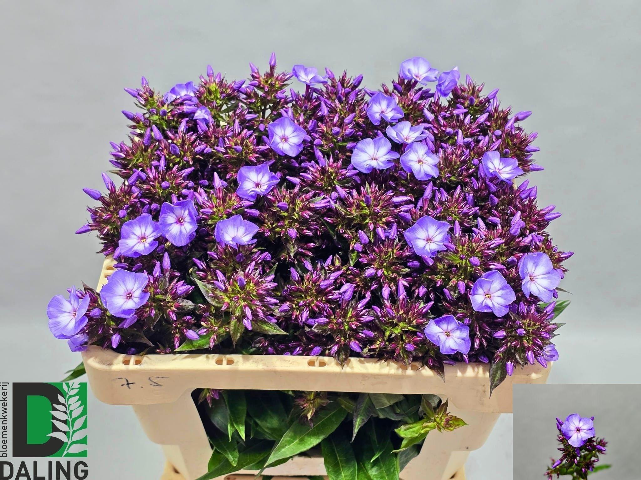 Phlox (Paniculata Grp) 'Laura'
