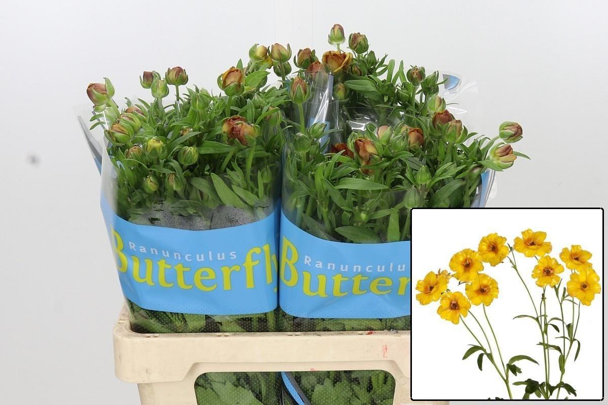 Ranunculus Butterfly Satyros