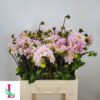 Dahlia (Decorative Grp) 'Sweet Nathalie'