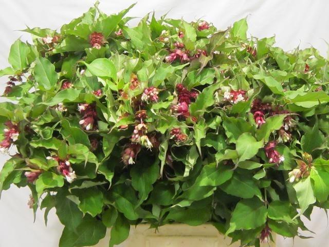 Leycesteria formosa