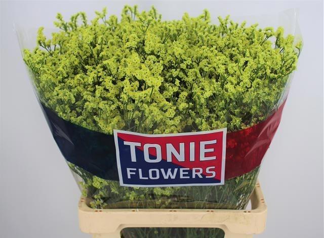 Limonium sinense Pineapple Diamond