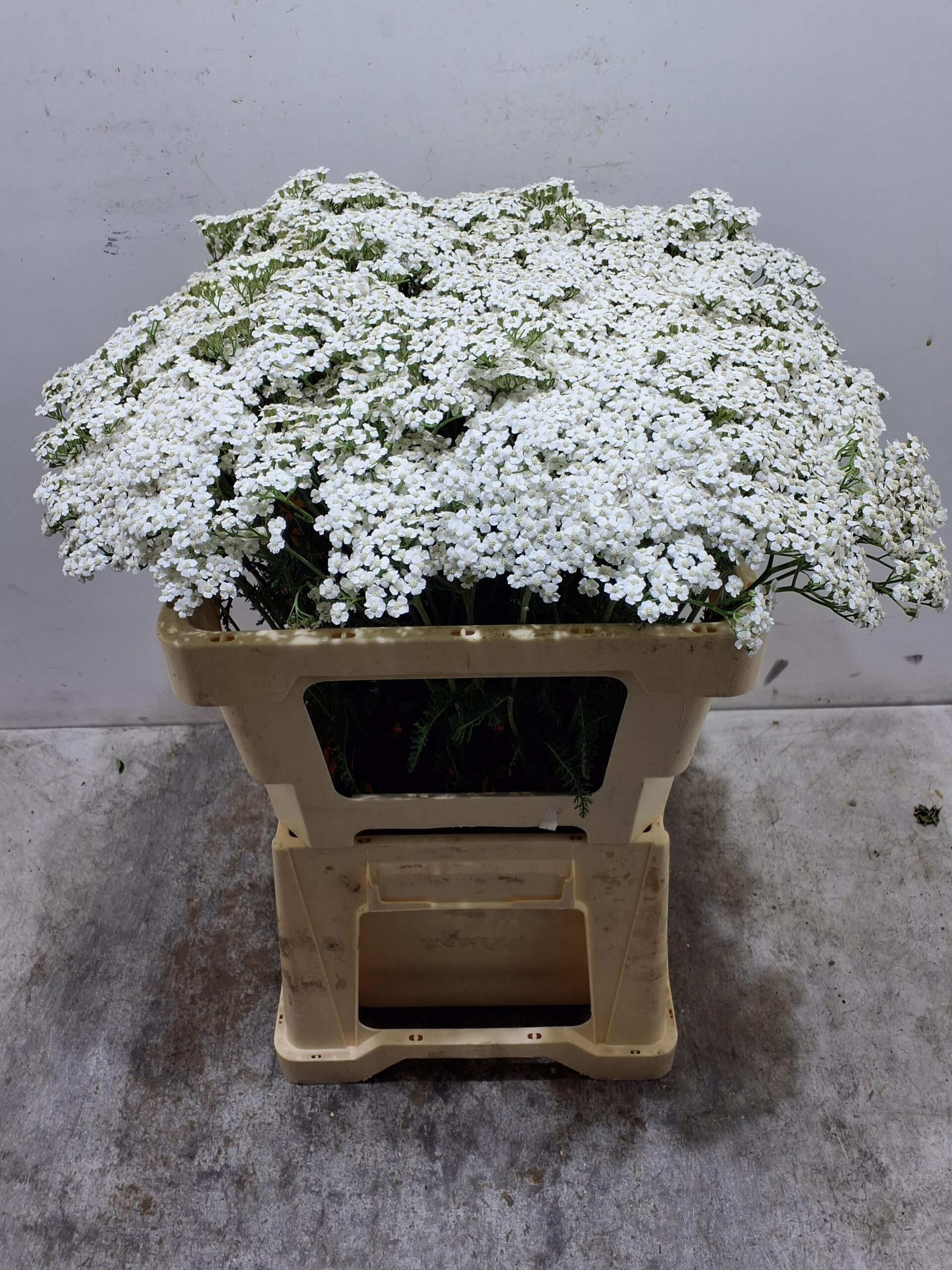 Achillea millefolium 'White Beauty'