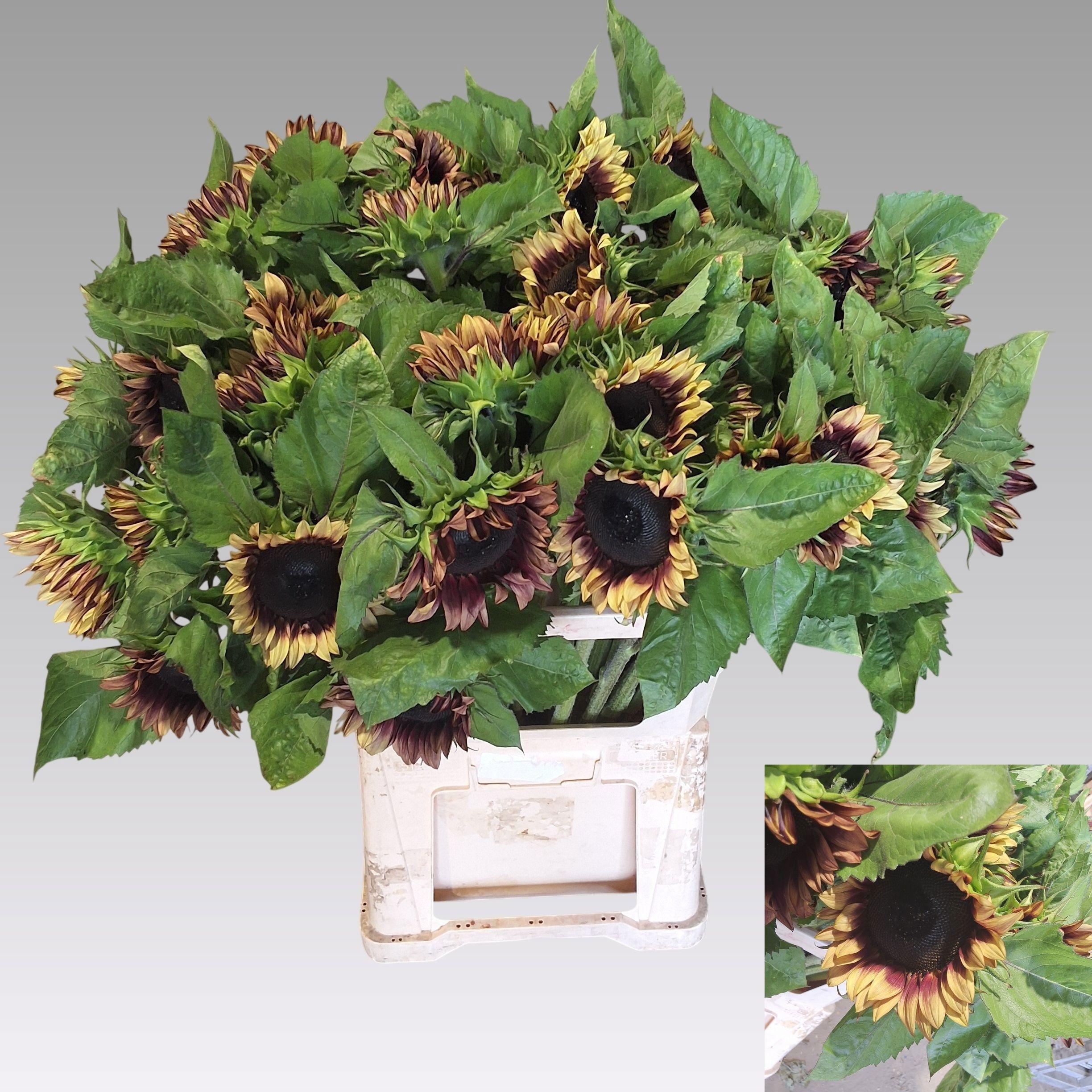 Helianthus