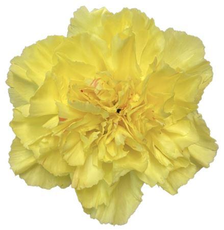 Dianthus standaard Hermes
