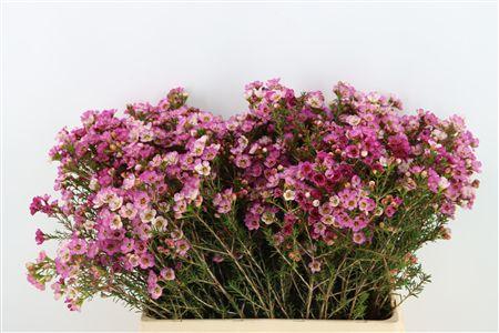 Chamelaucium 'Adi'