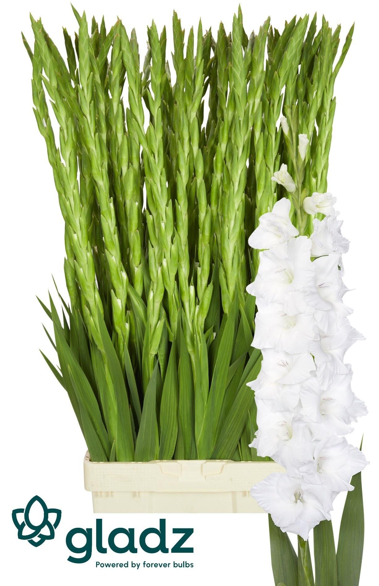 Snijbloemen overig