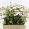 Snijbloemen overig