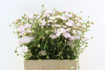 Snijbloemen overig