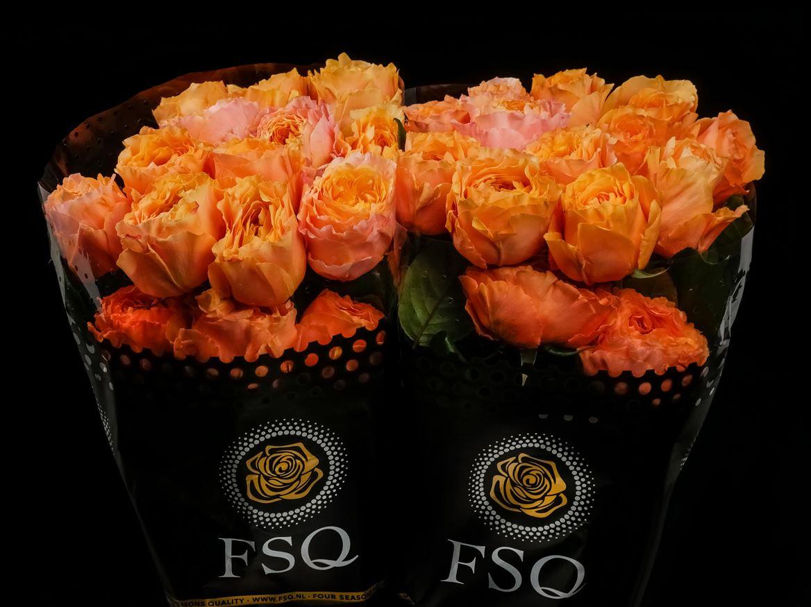 Rosa grootbloemig Caraluna@