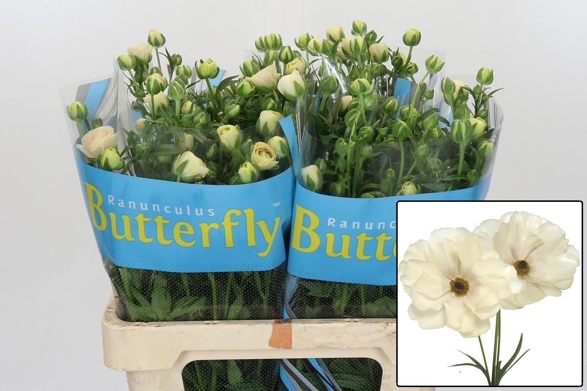 Ranunculus Butterfly Keramos