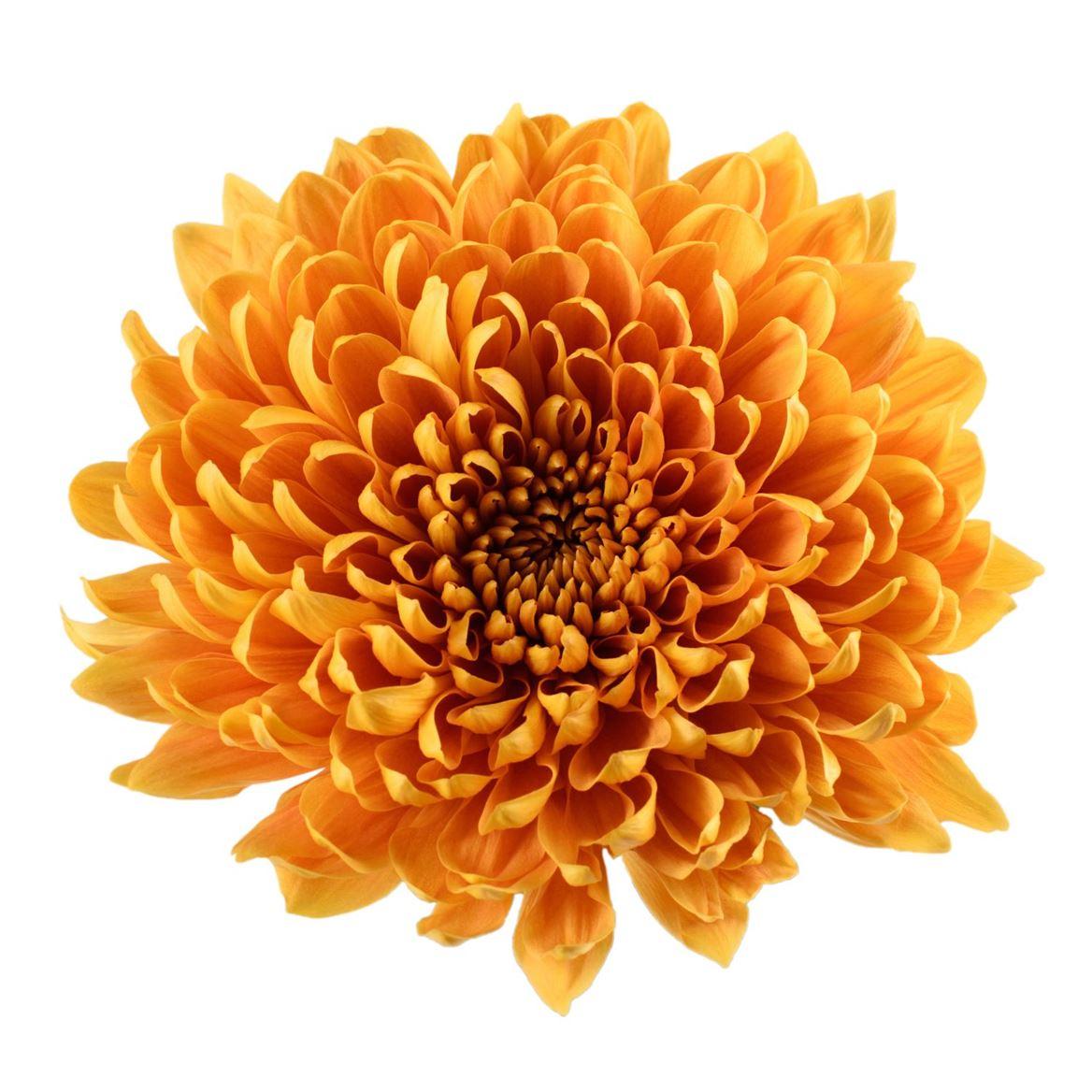 Snijbloemen overig
