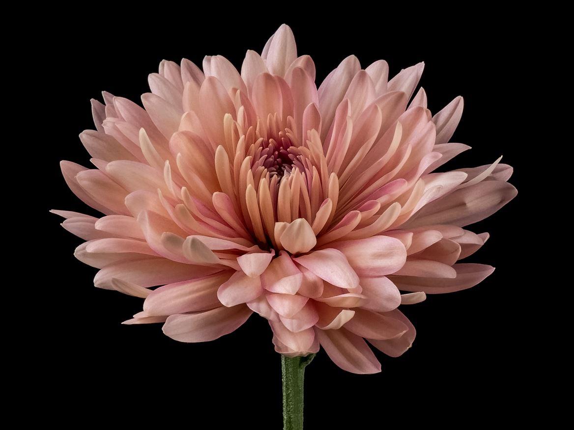 Chrysanthemum (Indicum Grp) geplozen overig