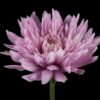 Chrysanthemum (Indicum Grp) geplozen Petrushka