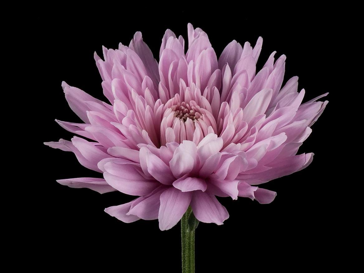 Chrysanthemum (Indicum Grp) geplozen Petrushka