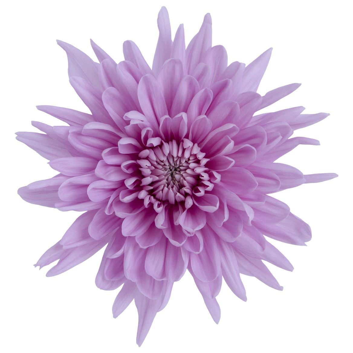 Chrysanthemum (Indicum Grp) geplozen overig