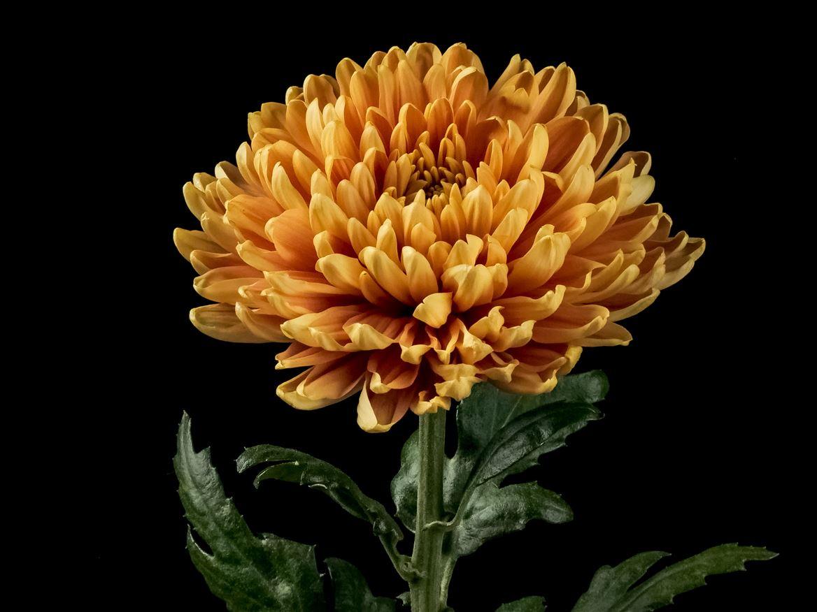 Chrysanthemum (Indicum Grp) geplozen Rossano Orange