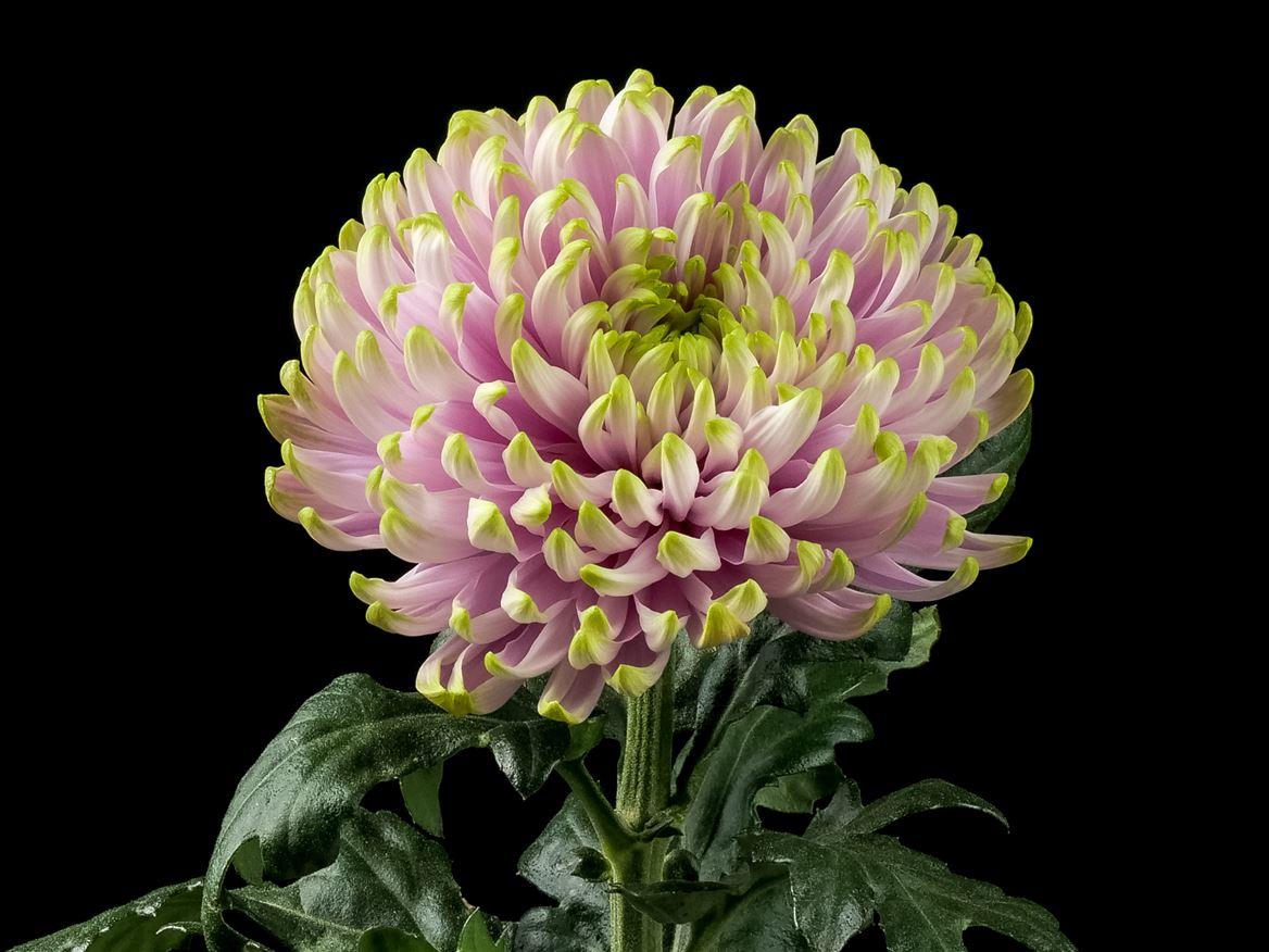 Chrysanthemum (Indicum Grp) Rossano Charlotte