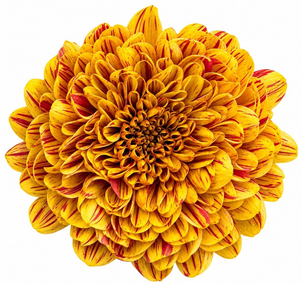 Snijbloemen overig