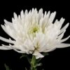 Chrysanthemum (Indicum Grp) tros Topspin