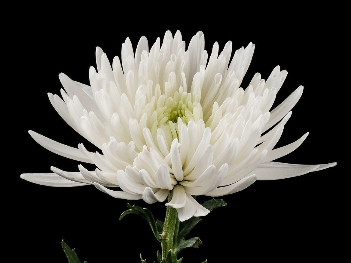 Chrysanthemum (Indicum Grp) tros Topspin