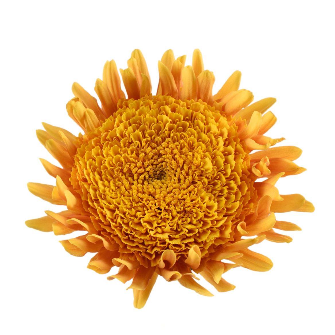 Chrysanthemum (Indicum Grp) geplozen overig