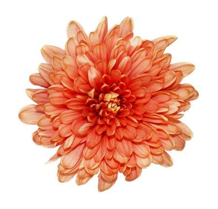 Chrysanthemum (Indicum Grp) geplozen overig