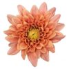 Chrysanthemum (Indicum Grp) geplozen overig